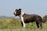 AMSTAFF ADULT 015